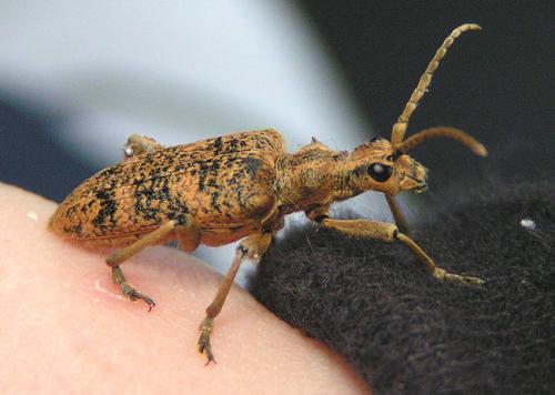 Rhagium sycophanta