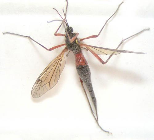 Tanyptera atrata