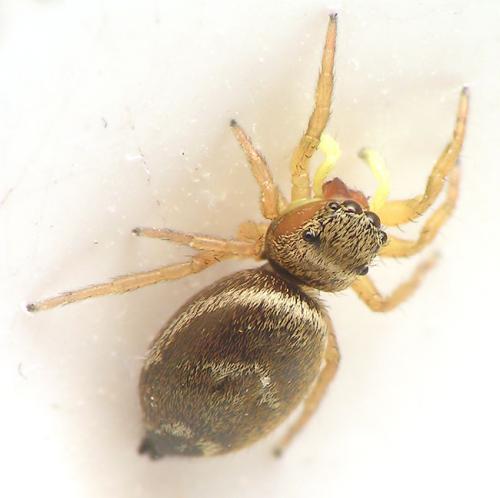 Heliophanus tribulosus