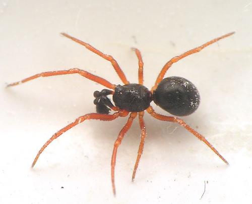 Crustulina sticta