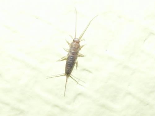 Ctenolepisma sp.