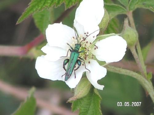 Oedemera nobilis