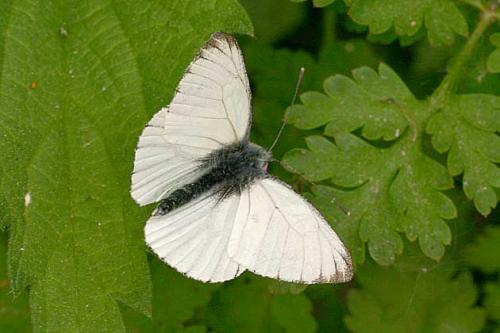 Réf. 18 166 : Pieris napi