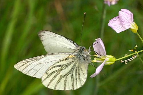 Réf. 18 167 : Pieris napi