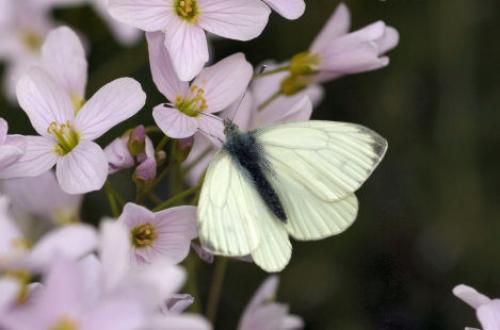 Pieris napi