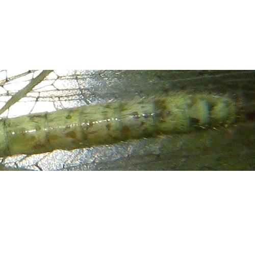 Apertochrysa prasina