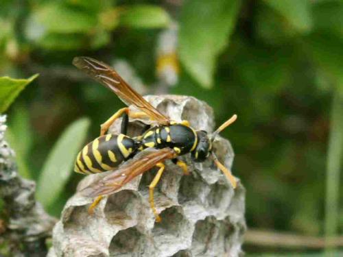 Réf. 18 315 : Polistes sp.