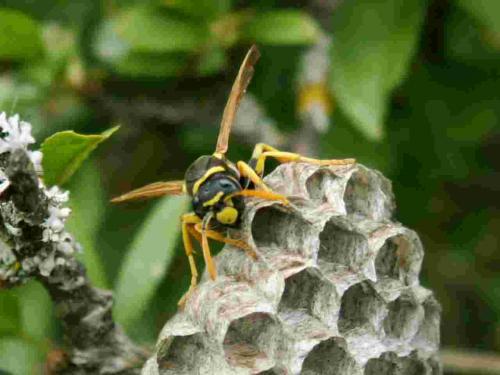 Polistes sp.