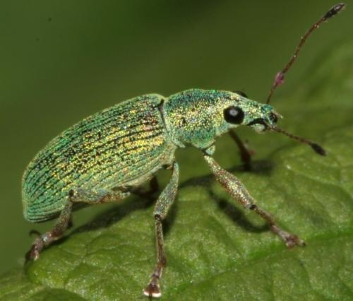 Réf. 18 517 : Polydrusus formosus