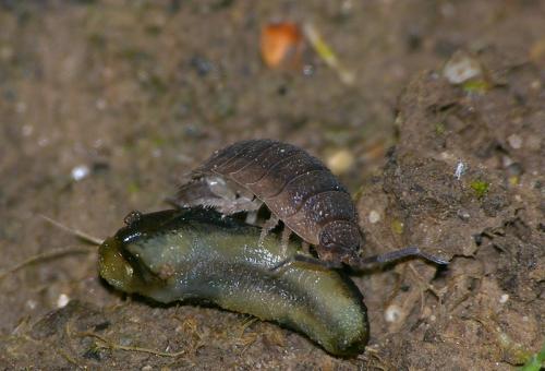Porcellio scaber