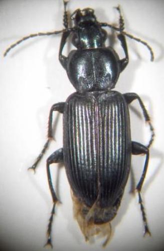 Pterostichus nigrita