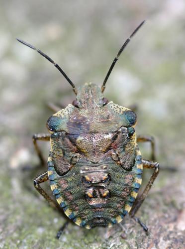 Réf. 18 642 : Pentatoma rufipes