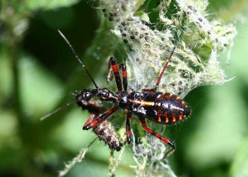 Réf. 18 326 : Rhynocoris sp.
