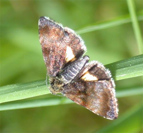 Réf. 18 064 : Panemeria tenebrata