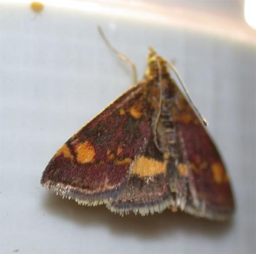 Réf. 18 061 : Pyrausta aurata