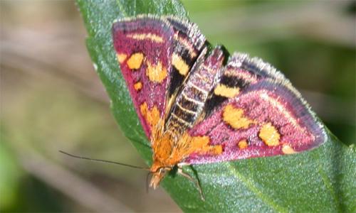 Réf. 18 063 : Pyrausta purpuralis