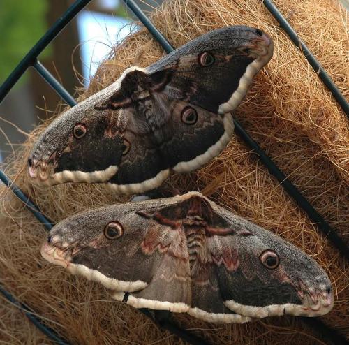 Saturnia pyri