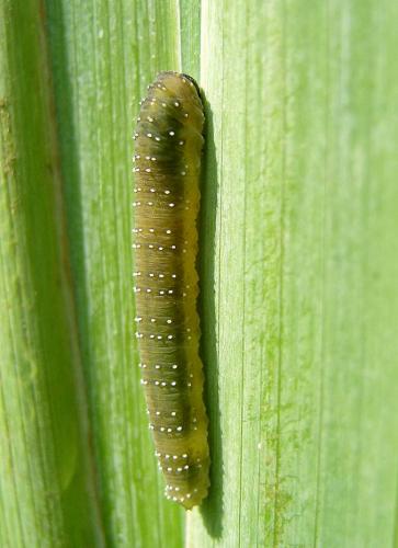 Rhadinoceraea micans