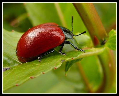Réf. 18 707 : Chrysomela populi