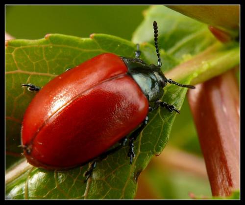 Chrysomela populi