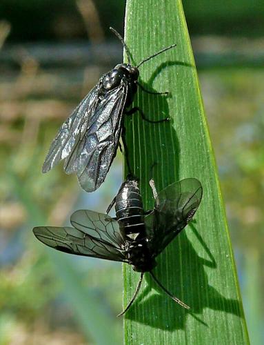 Rhadinoceraea micans