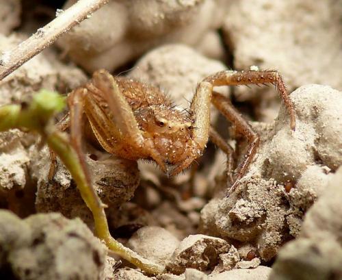 Xysticus sp.