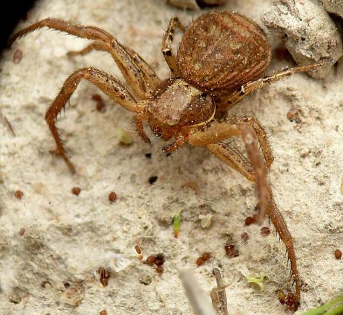 Xysticus sp.