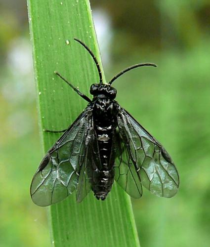 Rhadinoceraea micans