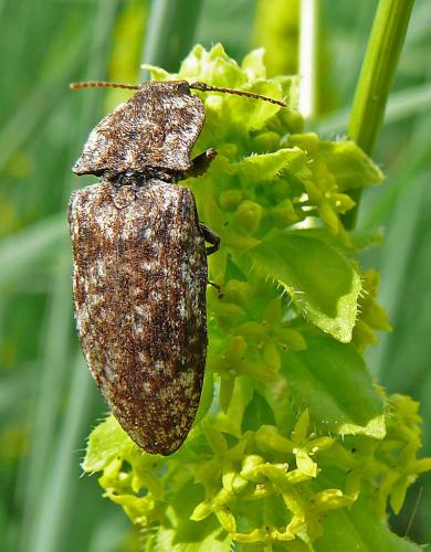 Réf. 18 284 : Agrypnus murinus
