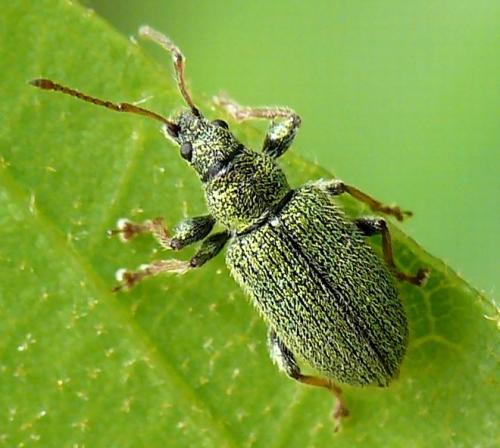 Phyllobius betulinus