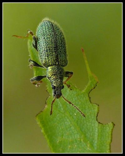Phyllobius betulinus