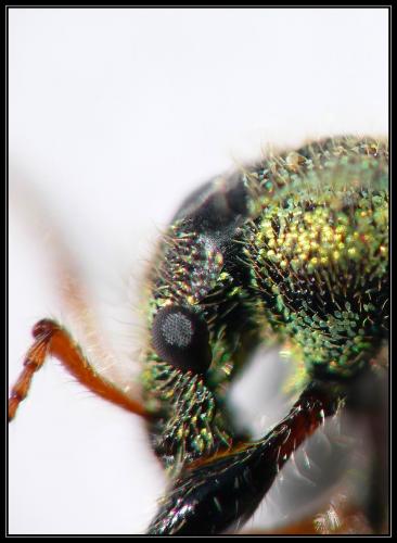 Phyllobius betulinus