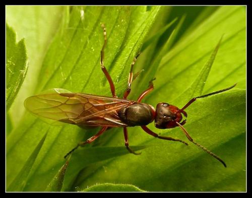 Formica rufa