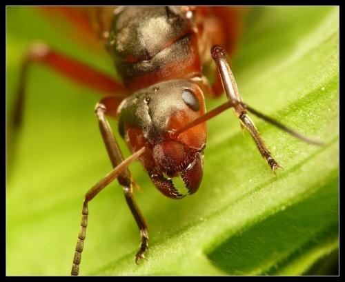 Formica rufa
