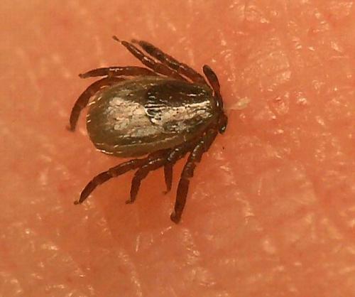 Réf. 18 899 : Ixodes sp.