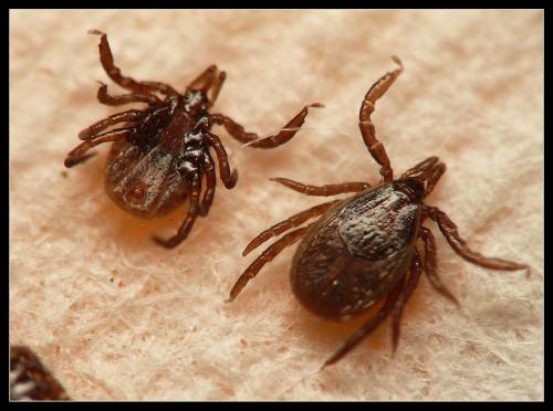 Réf. 18 900 : Ixodes sp.