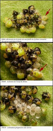 Palomena prasina