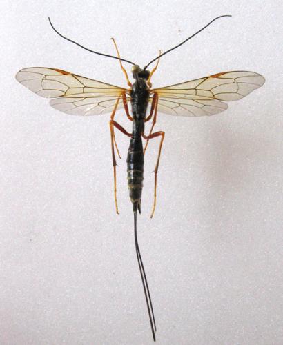 Réf. 18 662 : Coleocentrus excitator