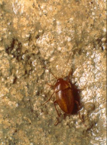 Royerella villardi