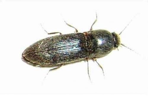 Agriotes sp.