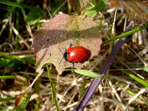 Réf. 18 598 : Chrysomela sp.
