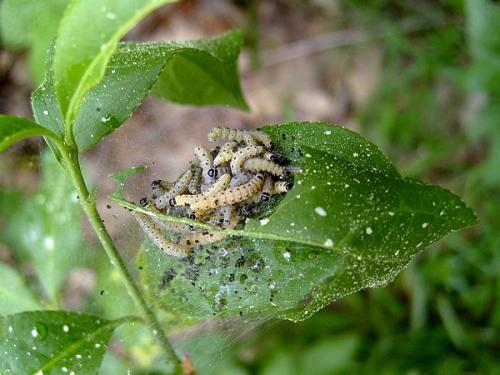 Yponomeuta sp.