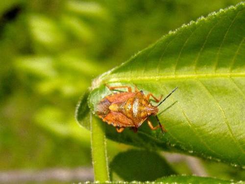 Carpocoris purpureipennis
