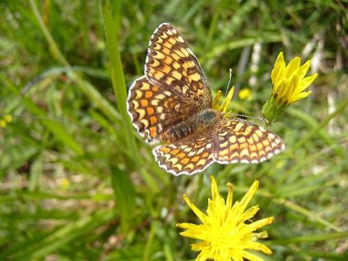 Réf. 18 828 : Melitaea phoebe