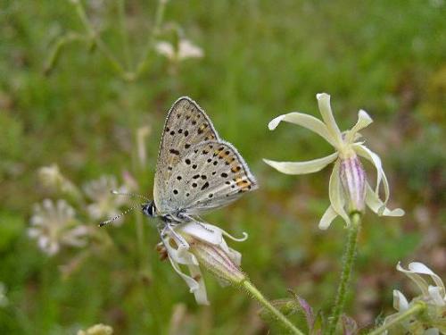 Lycaena tityrus