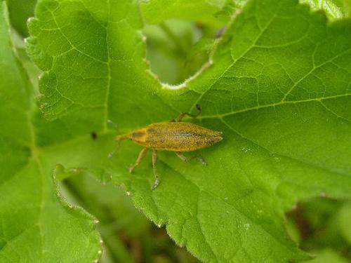Lixus iridis