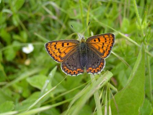 Lycaena tityrus