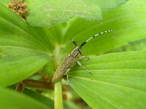 Réf. 18 645 : Agapanthia villosoviridescens