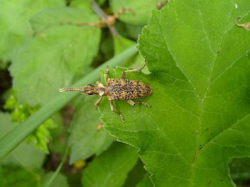 Rhagium sycophanta