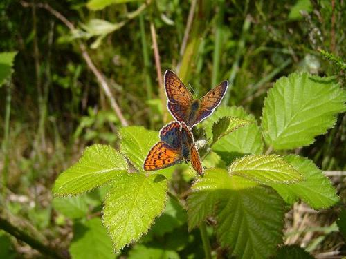 Lycaena tityrus